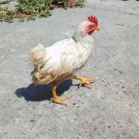 خروس جوان(بچه)