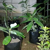 فروش سیکاس