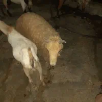 فروش کهره نر و بره|حیوانات مزرعه|میناب, |دیوار