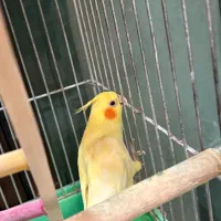 عروس هلندی لوتینو جفت سالم|پرنده|سبزوار, پامنار|دیوار