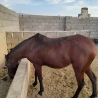 اسب مادیان|اسب و تجهیزات اسب‌سواری|فیروزآباد (فارس), |دیوار