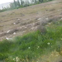 زمین مزروعی در ۵۰۰ متری اماکن مسکونی کشکسرای
