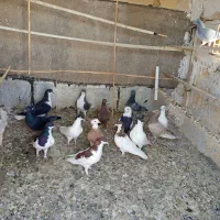 کفتر پرشی|پرنده|محمدیه-قزوین, |دیوار