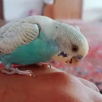 مرغ عشق شش ماهشه