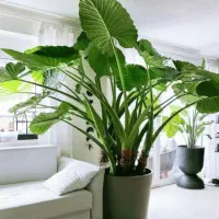 گل بابا ادم ۲ متری