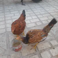 خروس4ماهه|حیوانات مزرعه|سبزوار, شهرک ابوذر|دیوار