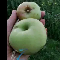 اکیپ سیب چینی دارم باتجربه و حرفه‌ایی درخدمتیم