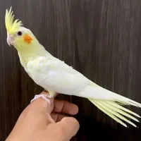 جوجه عروس دون خور  سه عدد