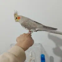 عروس هلندی نر و ماده سرحال