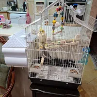 فروش دو عروس هلندی بالغ به همراه تمامی تجهیزات