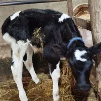 گوساله نر شیرخوار|حیوانات مزرعه|رشت, حومه رشت|دیوار