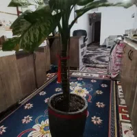 دیفن باخیا قد بلند سر حال|گل و گیاه طبیعی|مشهد, نظام دوست|دیوار