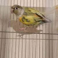 گرینچیک پاید ردچیک مولد خورشیدی مونچیک