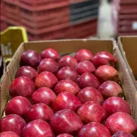 نیروی خانم زرنگ برای کار درسردخانه