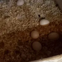 عروس هلندی مولد به همراه جوجه|پرنده|ماهدشت, |دیوار