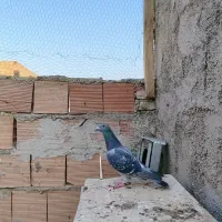 کبوتر مسافتی جان اردن|پرنده|گنبد کاووس, |دیوار