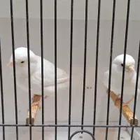 فروش تعدادی قناری رنگی|پرنده|فردیس, نسترن شرقی|دیوار