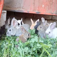 خرگوش خانگی