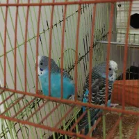 یک جفت مرغ عشق