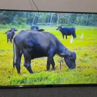 ال ای دی ۴۳  اینچ پنل ال جی اکبندفول HD باگارانتی