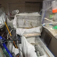 قناری|پرنده|مشهد, توس (بلوار توس)|دیوار