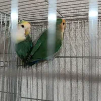 طوطی برزیلی|پرنده|رشت, آب و برق|دیوار