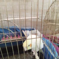 عروس هلندی|پرنده|قم, چهل اختران|دیوار