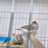 فروش فنچ کینگ مولد|پرنده|بندرعباس, |دیوار