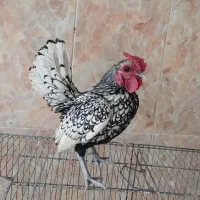 خروس سبرایت