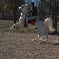 اسب سیلمی زیبا|اسب و تجهیزات اسب‌سواری|اردبیل, |دیوار