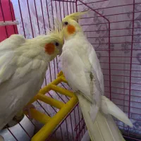 عروس هلندی لوتینیو اورمیه