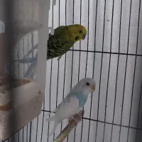 2جفت مرغ عشق و ...|پرنده|سبزوار, پاسداران|دیوار