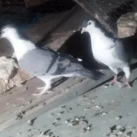 نروماده کرمانی|پرنده|زابل, |دیوار