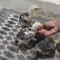 فروش چهار عدد جوجه شامو‌ (لاری ) یک ماهه