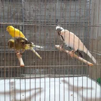 رسمی بلندماده|پرنده|قم, زاد|دیوار