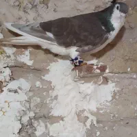 کفتر|پرنده|مشهد, همت آباد|دیوار