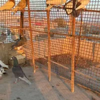 کبوتر هفت رنگ|پرنده|اقبالیه, |دیوار