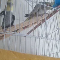 عروس هلندی برافروش بعلت نداشتن وقت|پرنده|داران, |دیوار