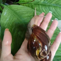 حلزون|خزنده|اهواز, کوی ملی راه|دیوار