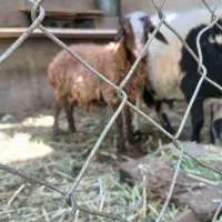 گوسفند زنده