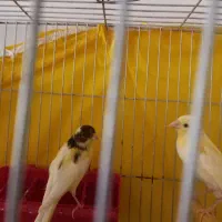 دوعدد جوجه قناری ۴ماهه نر  فریمان