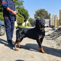 سگ روتوایلر اصیل توله سگ روتوایلر از نسل وارداتی|سگ|تهران, سعادت‌آباد|دیوار