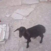 بره شیری