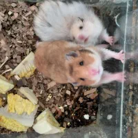 پرنده و حیوان خانگی