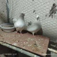 کفتر|پرنده|میبد, |دیوار