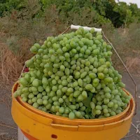 غوره فرخی