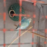 دوجفت مرغ عشق اسپانگل