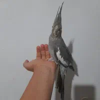 عروس هلندی ماده ۱ساله دستی