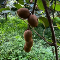 اجاره-زمین-کیوی