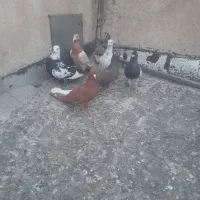 کفتر پرنده